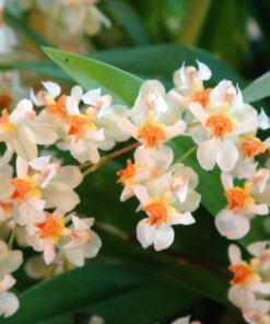 ONCIDIUM TWINCLE  ADULTO