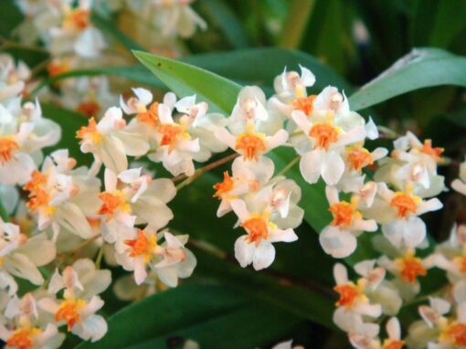 ONCIDIUM TWINCLE  ADULTO