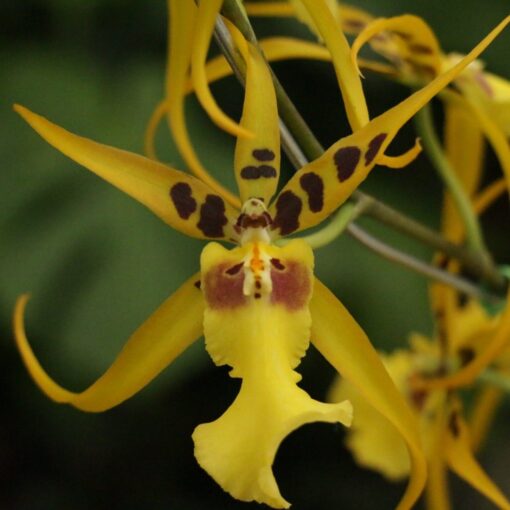 ALCRA. PACIFIC NOVA ADULTA