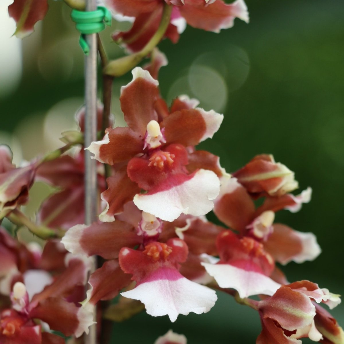 ORQUIDEA PAGANS SCENT HANNA ADULTA