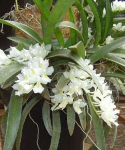 ORQUÍDEA RODRIGUEZIA - CORTE ADULTO