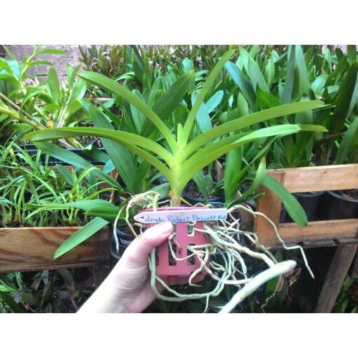 VANDA ROBERT DELIGHT RED PRÉ ADULTA - Imagem 2