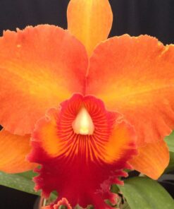 BLC. MIRIAM SUZUKI X (BLC. CHUNYEAH X BLC. WAR CHANT) CORTE ADULTO