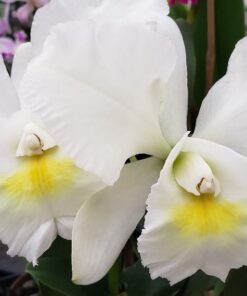 BC. PASTORAL “INNOCENCE” X BLC. NOBILE’S FÁ “WHITE STAR” CORTE ADULTO