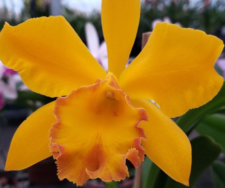 POT. TWENTYFOUR CARAT “LEA” X BLC. TROPICAL RAIMBOW CORTE ADULTO