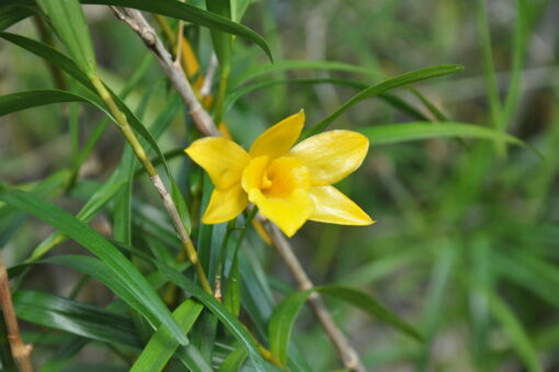 DENDROBIUM HANCOCKII MUDA