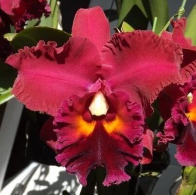 BLC. OWEN HOLMES PONKAN - MUDA