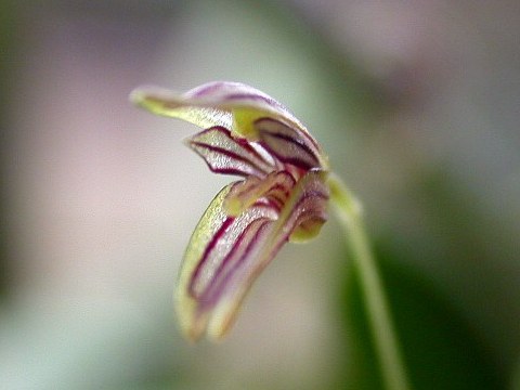 PABSTIELLA  PRÉSTEOGLOSSA MUDA