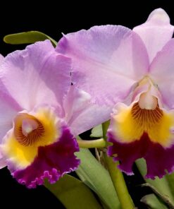 POT. WILLIAM FARREL PARADE ADULTA