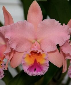 BLC. GEORGE KING X PASTEL QUEEN ADULTA