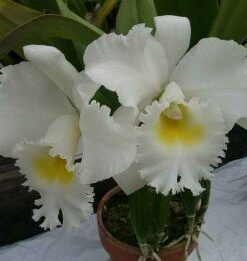 C ALBA DE CACHO X BLC PASTORAL INNOCENCE - CORTE ADULTO