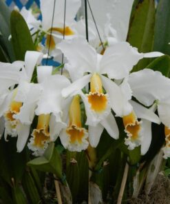 C. PERCIVALIANA ALBA X LABIATA ALBA MUDA 5 A 10 CM