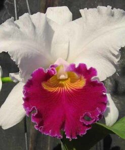 LC. PERSEPOLIS SPLENDOR X INTERMEDIA AQUINII  PRÉ ADULTA