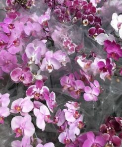 PHALAENOPSIS MISTA