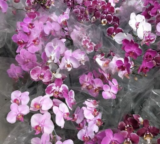 PHALAENOPSIS MISTA