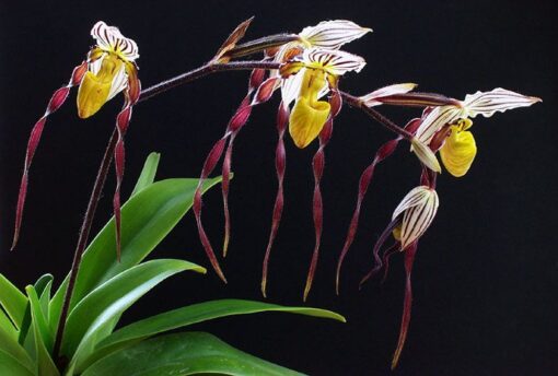 Philippinense "Bear 3" x Sanderianum "Bear 6"  PRÉ adulta