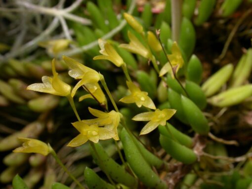 PLEUROTHALIS LEPTOTIFOLIA ADULTA