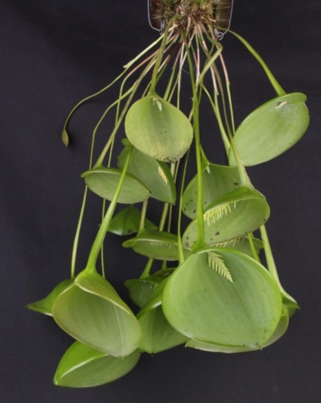 PLEUROTHALIS PECTINATA