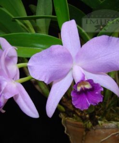 LA COERULEA X HIBRIDA MUDA