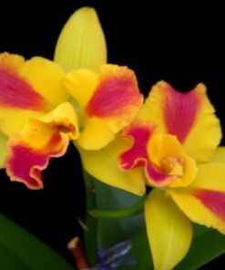 BURANA BEAUTY BURANA ADULTA