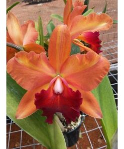 BLC TOSHIE AOKI ROBIN X BLC CHIA LIN NEW CITY - CORTE ADULTO