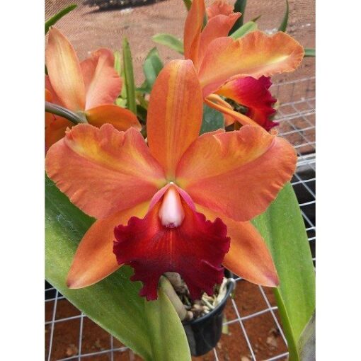 BLC TOSHIE AOKI ROBIN X BLC CHIA LIN NEW CITY - CORTE ADULTO