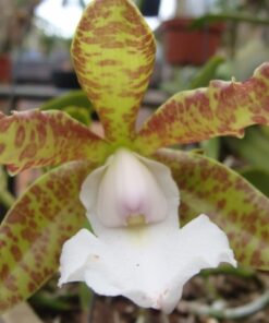 C. ACLANDIAE TIPO X ALBESCENS