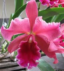 BLC. PUMPKIM FESTIVAL MUDA 10 A 15 CM