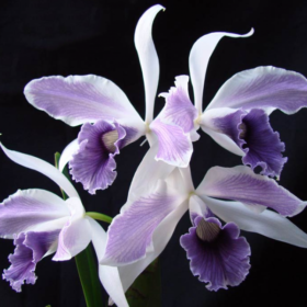 PURPURATA COERULEA ESTRIATA - PRÉ ADULTA