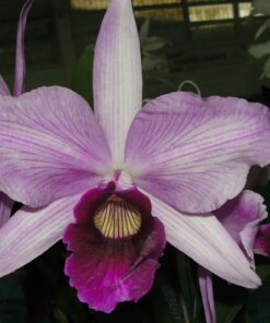 PURPURATA VENOSA X P. VENOSA DO VALE  PRÉ ADULTA