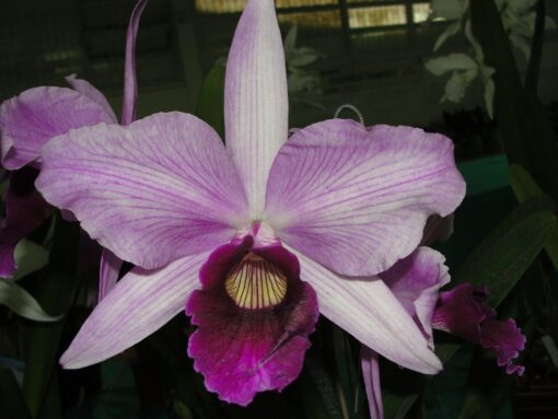 PURPURATA VENOSA X P. VENOSA DO VALE MUDA