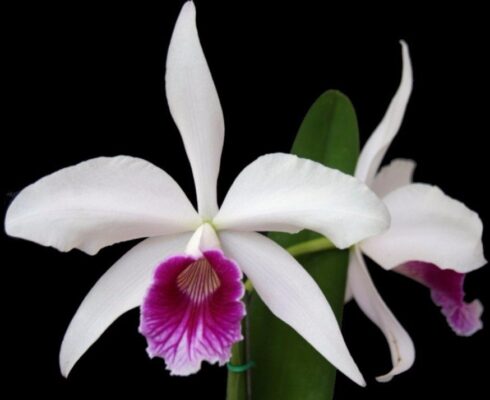 LAELIA PURPURATA - MUDA 5 A 10CM
