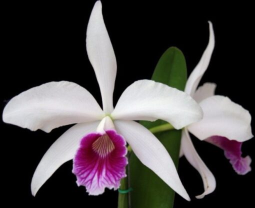 LAELIA PURPURATA - PRÉ ADULTA