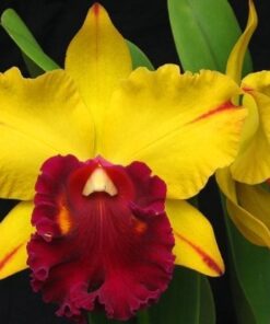 BLC. TAINAN GOLD ADULTA