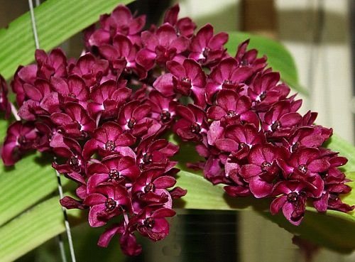 RHYNCHOSTYLIS WHITE RED SPOT ADULTA