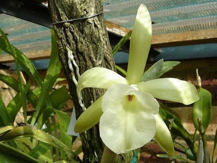 RYNCHOLAELIA GLAUCA ADULTA