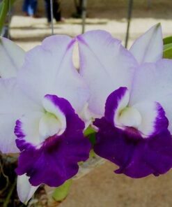 BLC. MEM. ROBERT STRAIT BLUE HAWAI MUDA 5 A 10 CM