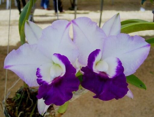 BLC. MEM. ROBERT STRAIT BLUE HAWAI MUDA 5 A 10 CM