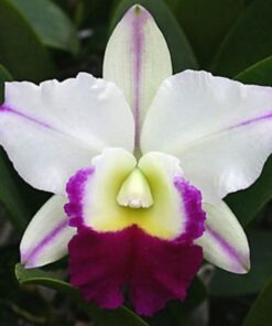 BLC. MEM. ROBERT STRAIT X LUEDEMANIANA MUDA 5 A 10 CM