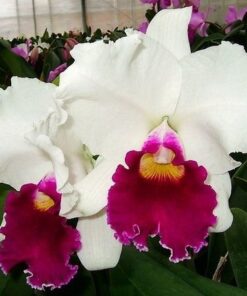 ROSE WHISPER X MELODY FAIR CAROL  PRÉ ADULTA