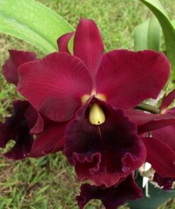 LC ORGLANDS ROYAL LADY ROMAN ROLIDAY X BLC OCONEE #1 - CORTE ADULTO