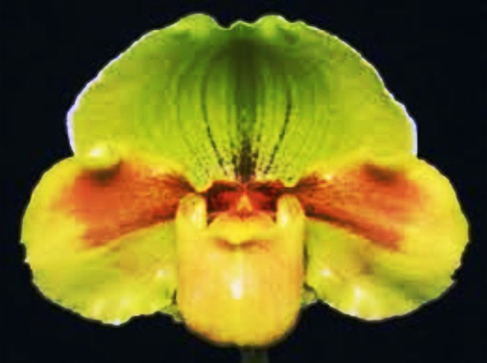 HS Royal x (HS Carillon x Winston Churchill) PRÉ adulta