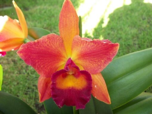 CHIEF SWEET ORANGE  PRÉ- ADULTA