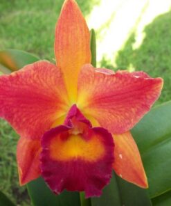 CHIEF SWEET ORANGE  PRÉ  ADULTA