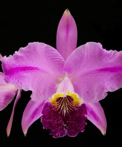 C. LUEDMANNIANA RUBRA X (CECILIA X BLANCA)