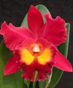 BLC SANYANG RUBI X BLC. CHIA LIN NEW CITY MUDA