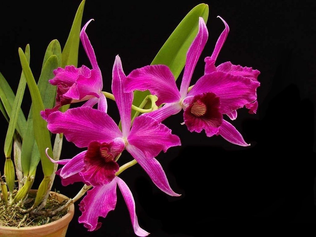 LAELIA PURPURATA SANGUINEA - CORTE ADULTO