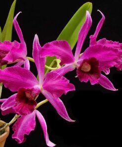 LAELIA PURPURATA SANGUINEA ADULTA
