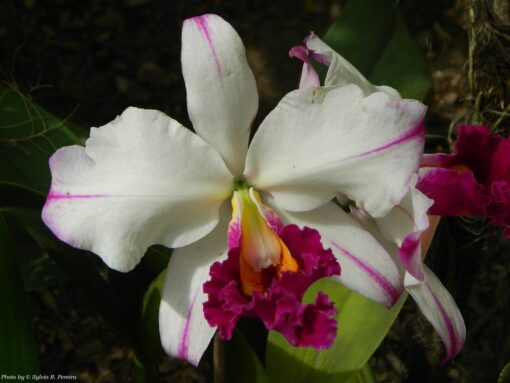 SECUNDINA VISCARRA ADULTA