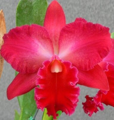 VALLEZAC EVELYN - PRÉ ADULTA